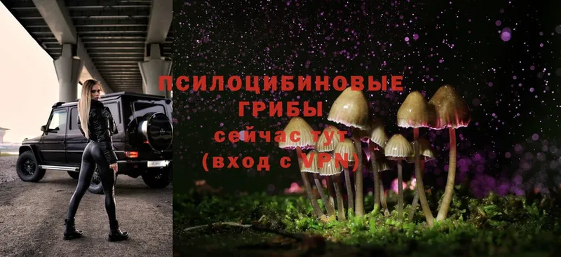 кракен рабочий сайт  Аткарск  Галлюциногенные грибы MAGIC MUSHROOMS  цена наркотик 